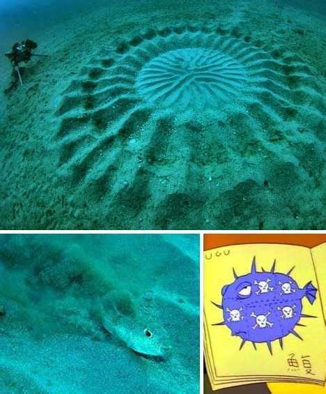 Carp Circles: Seven Fantastic Oceanic Fish Nests .